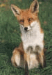 fox.gif